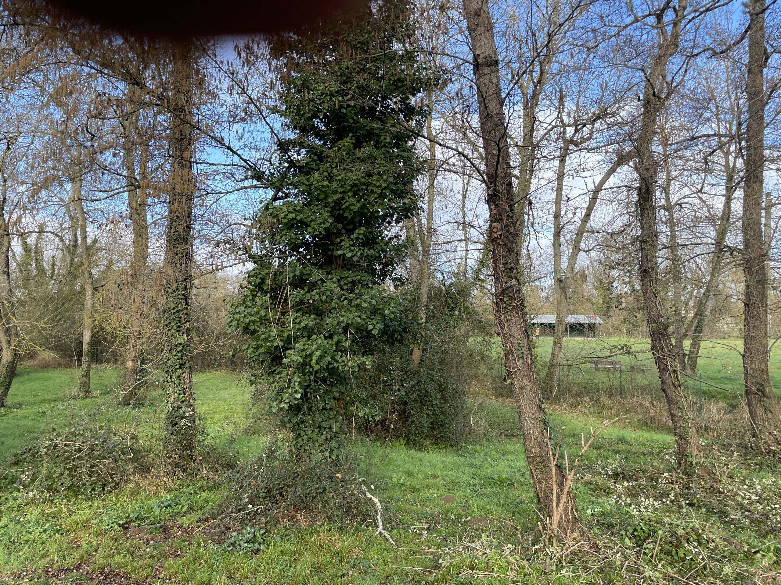 Before image
