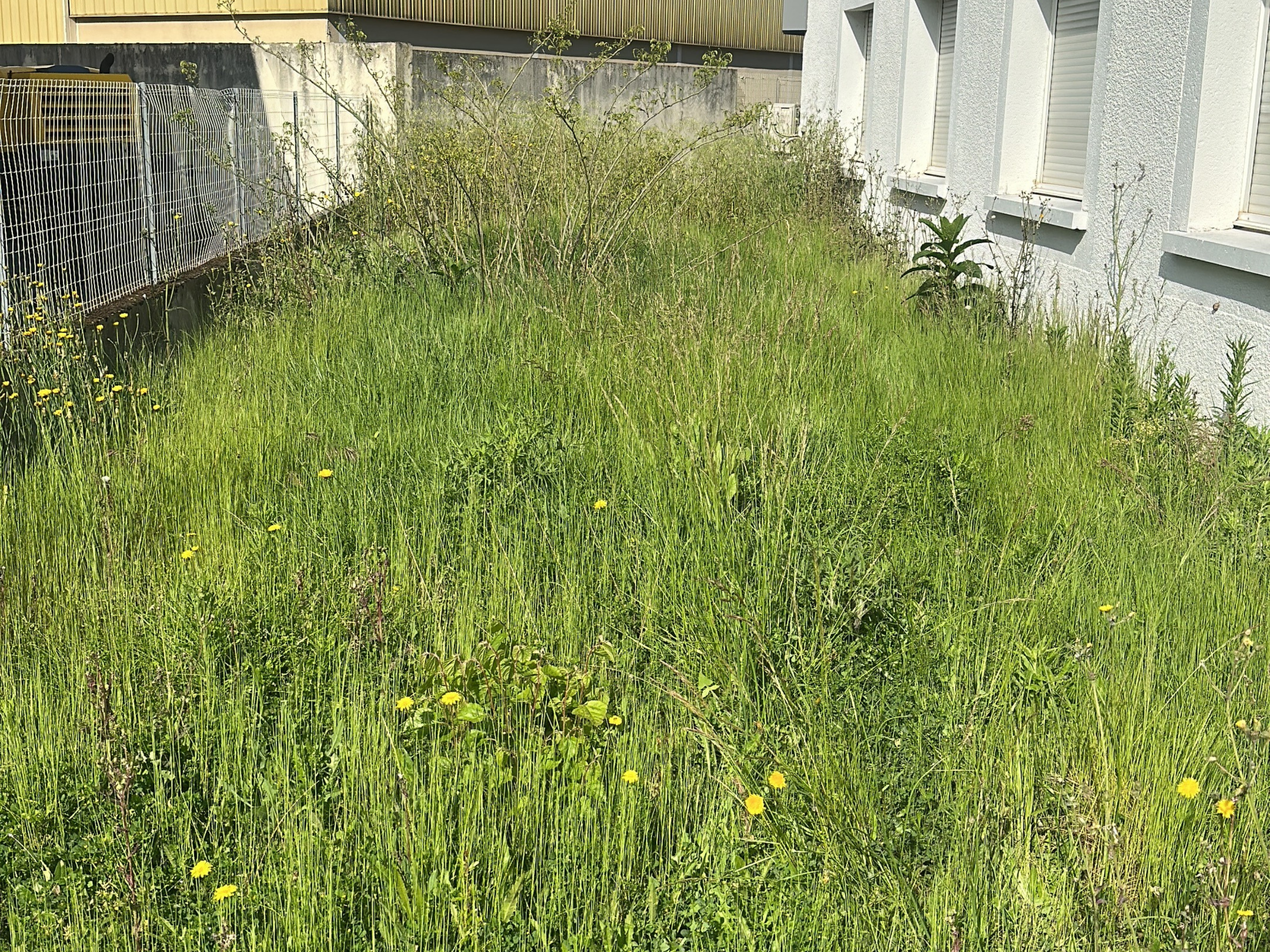 Before image