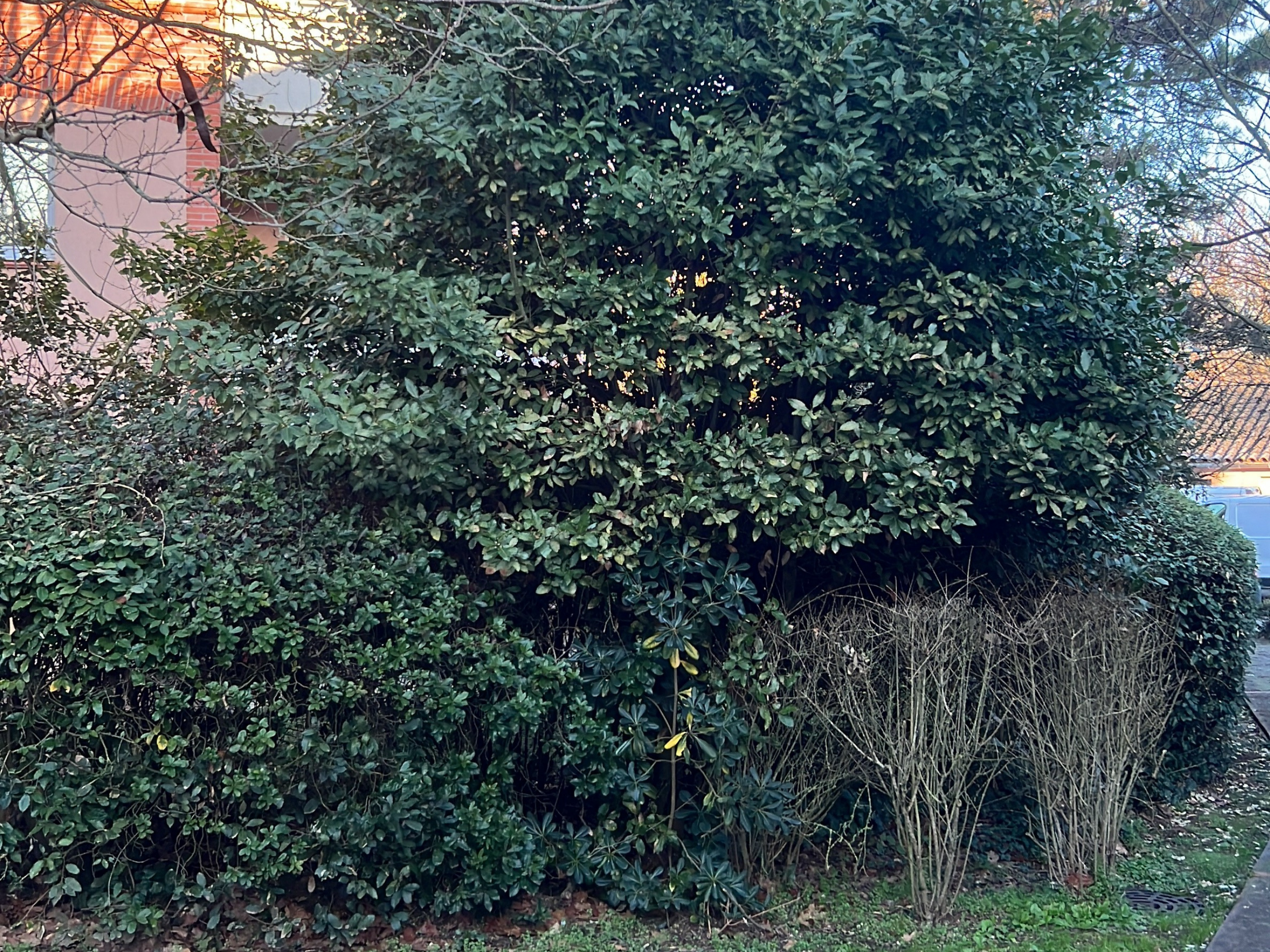 Before image