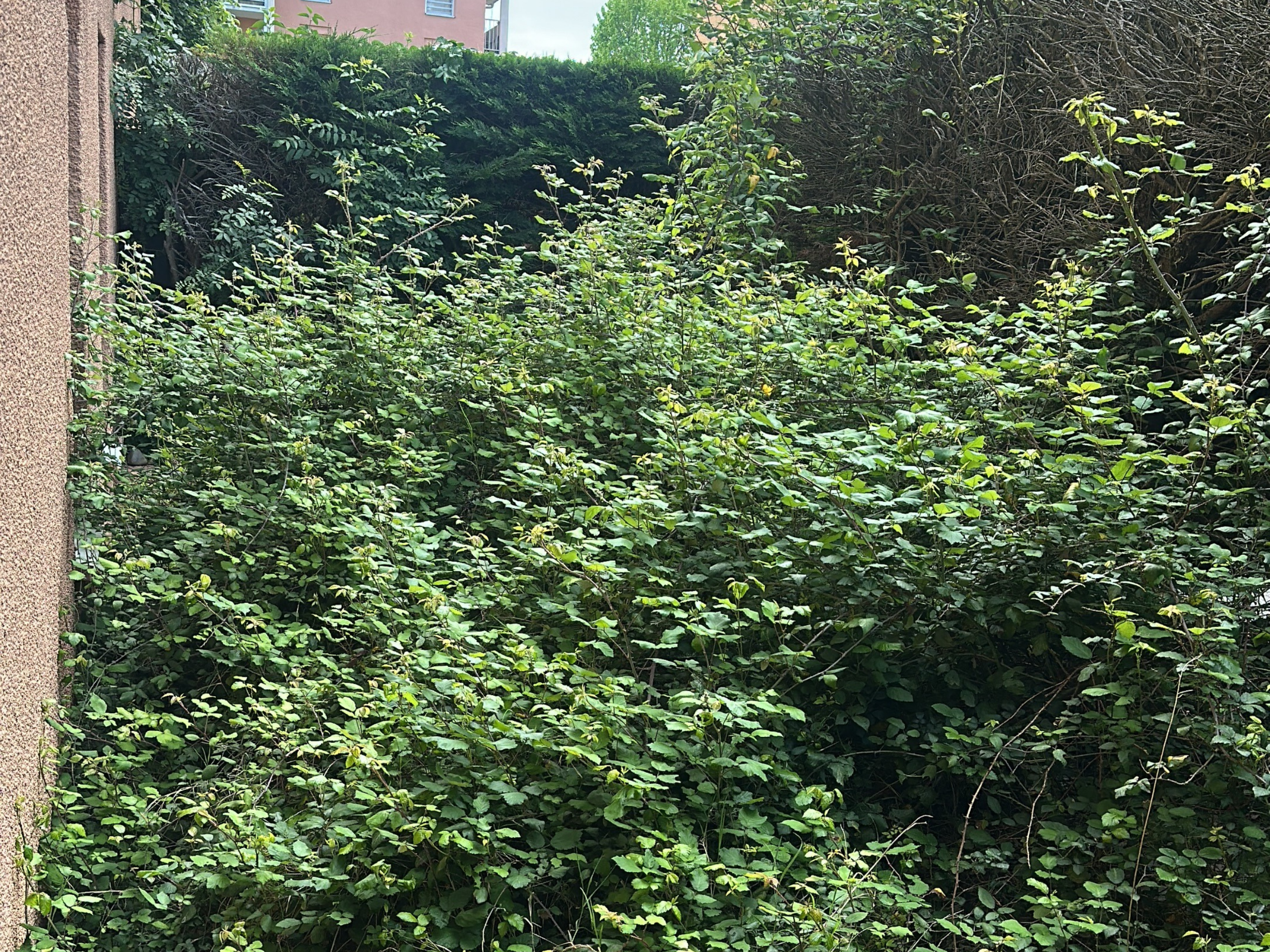 Before image
